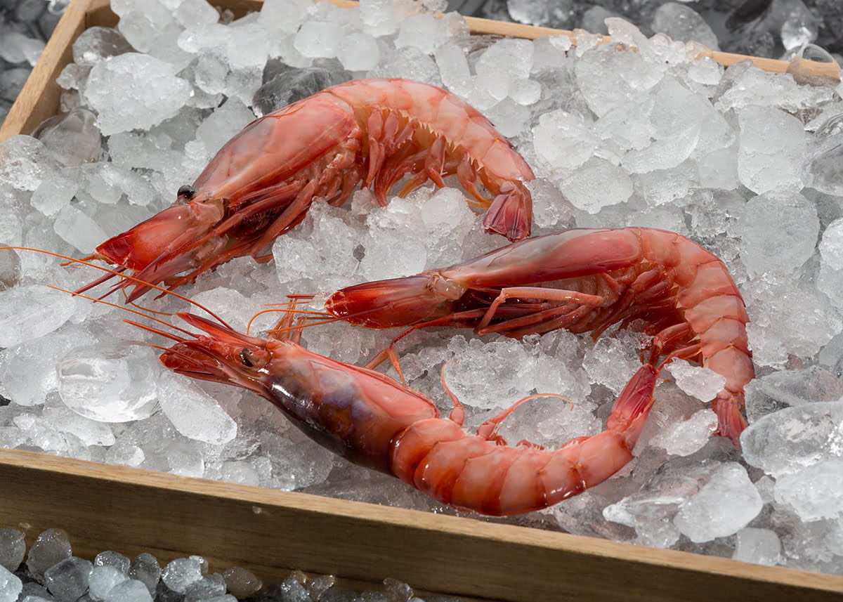 Red Prawn - Gamba Roja - Alistado - COMING SOON