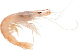 Gamba Blanca de Huelva (Huelva White Shrimp)