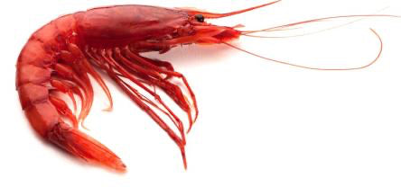 Gamba Roja - Alistado - Red Prawn