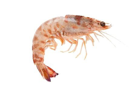 Wild Tiger Prawn